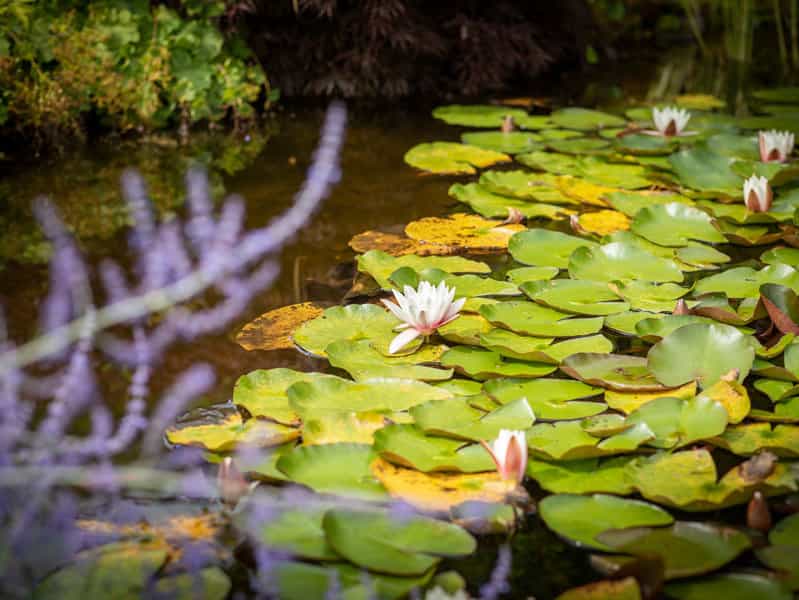 Pflegefachkraft (m/w/d) - Ergänzen Sie uns! Nideggen - Cellitinnen-Seniorenhaus Christinenstift - Pflegia