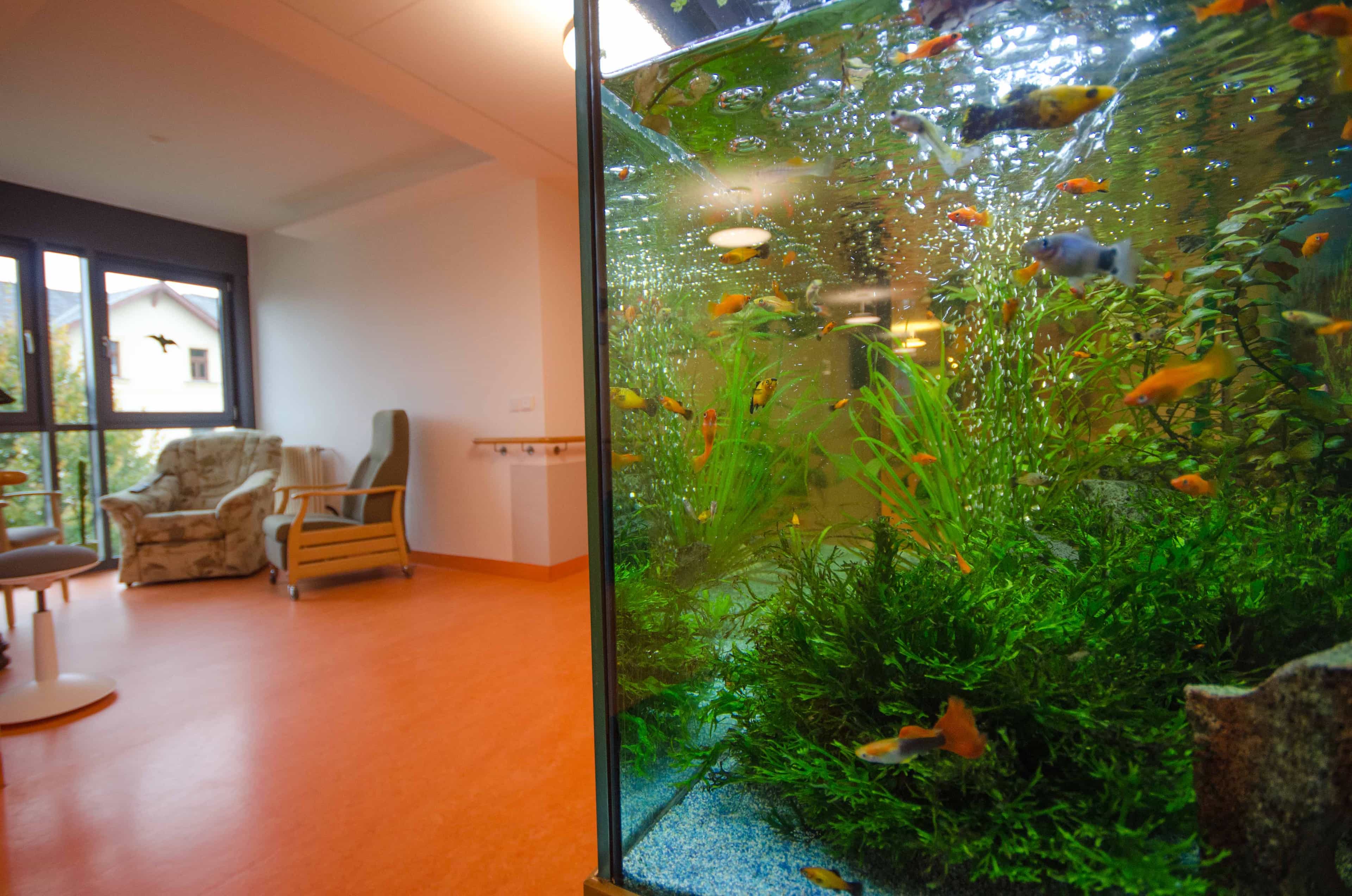 Pflegefachkraft (m/w/d) - Traumjob gesucht? Dresden - DRK Seniorenpflegeheim "Albert Schweitzer" Dresden - Pflegia