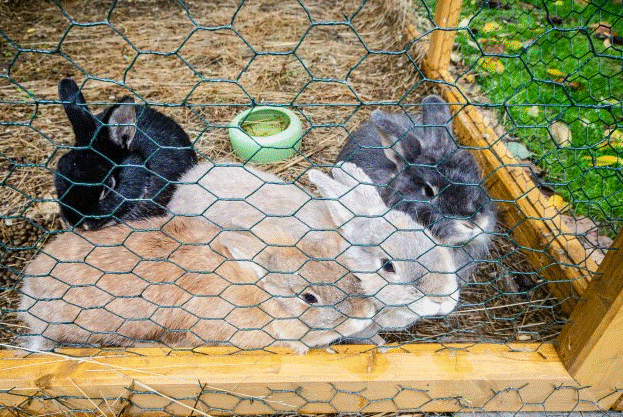 Pflegefachkraft (m/w/d) - Traumjob gesucht? Dresden - DRK Seniorenpflegeheim "Albert Schweitzer" Dresden - Pflegia