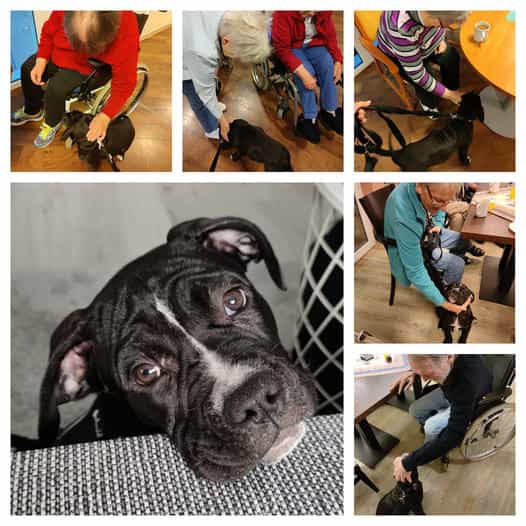 Pflegefachkraft (m/w/d) - Teamarbeit ist bei uns das A und O! Kisdorf - AMICALIS - Pflegezentrum Kisdorf - Pflegia