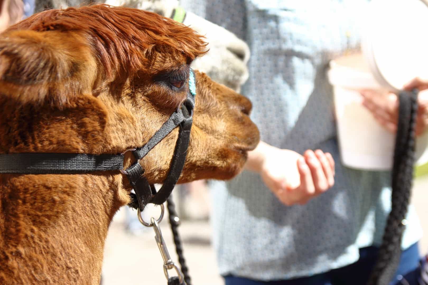 Pflegefachkraft überwiegend im Nachtdienst (w/m/d) in Teilzeit - Wir freuen uns auf Sie! Glauchau - Christliches Altenpflegezentrum Glauchau - „Haus Wettiner Straße“ - Pflegia