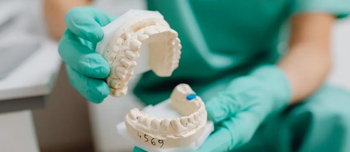 Eine Person mit Handschuhen hält ein Zahnmodell in den Händen.