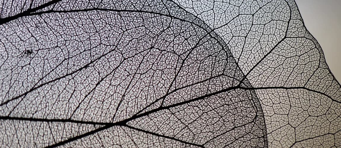 Nahaufnahme einer Blattstruktur