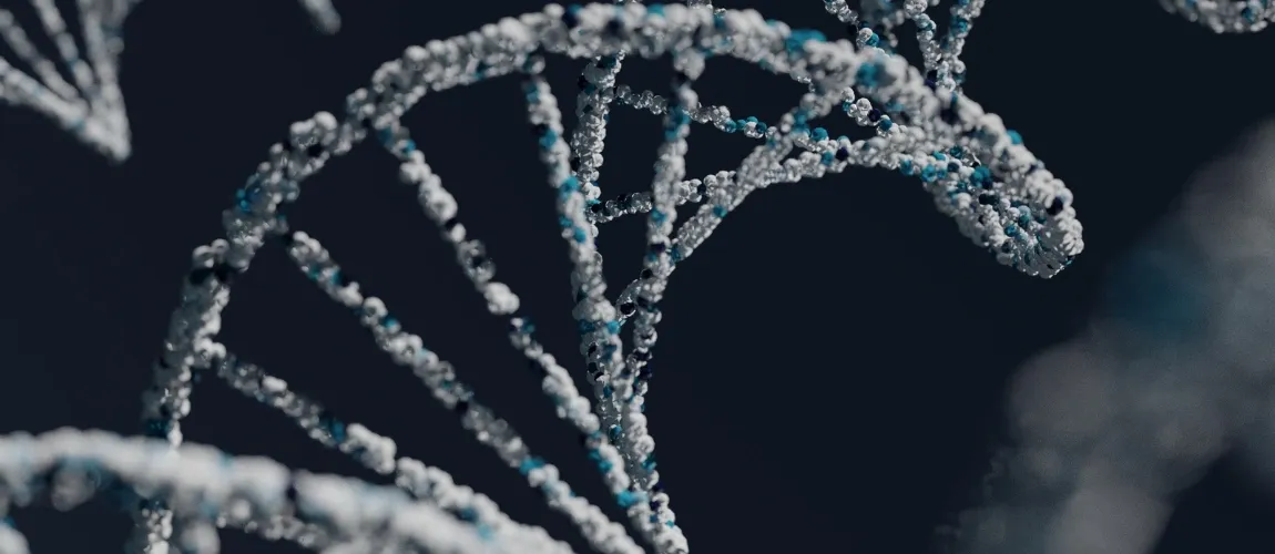 DNA-Strang im Modell.