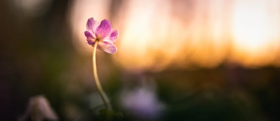 Eine zarte Blume beim Sonnenaufgang.