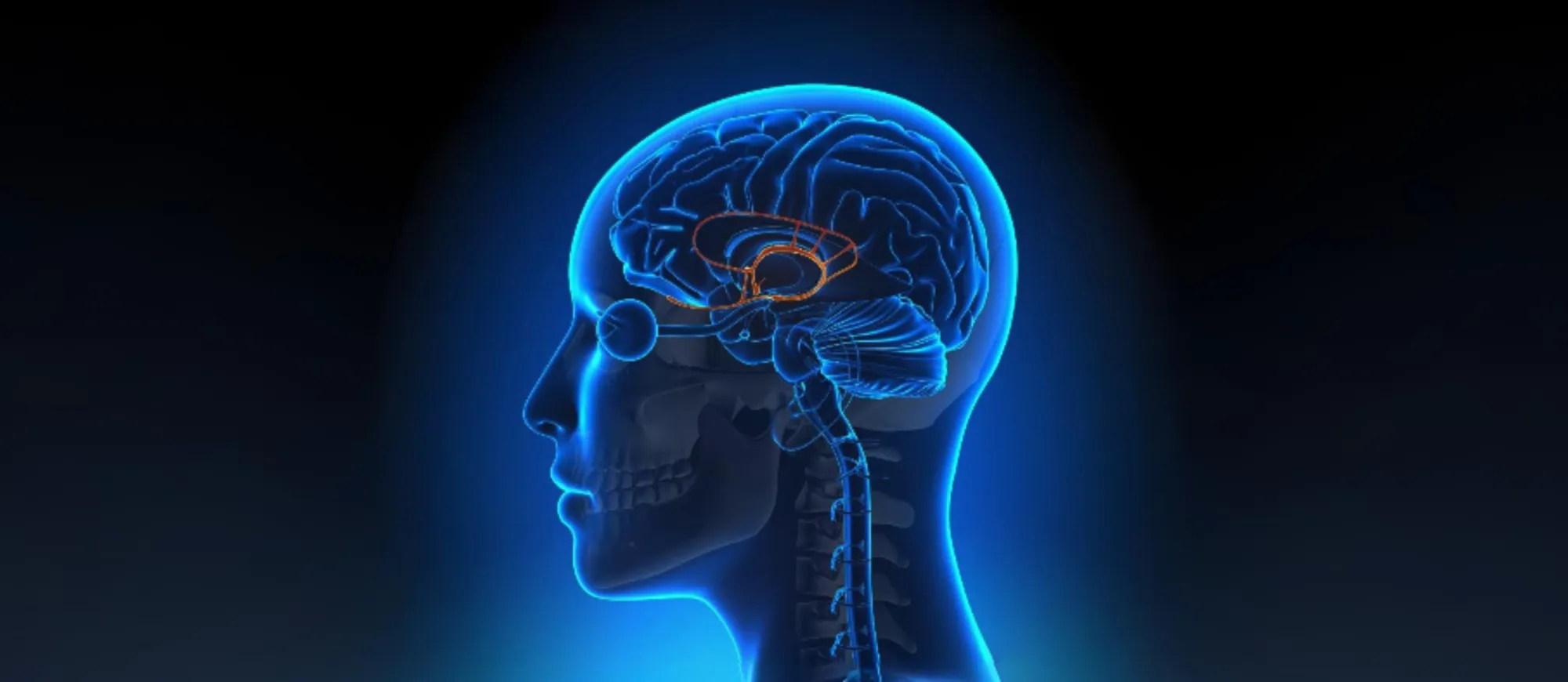 Medizinische 3D Illustration des Hypothalamus