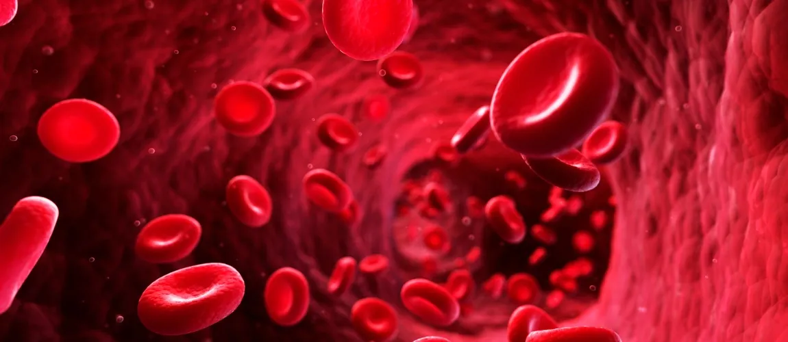 Blut im Körper Darstellung