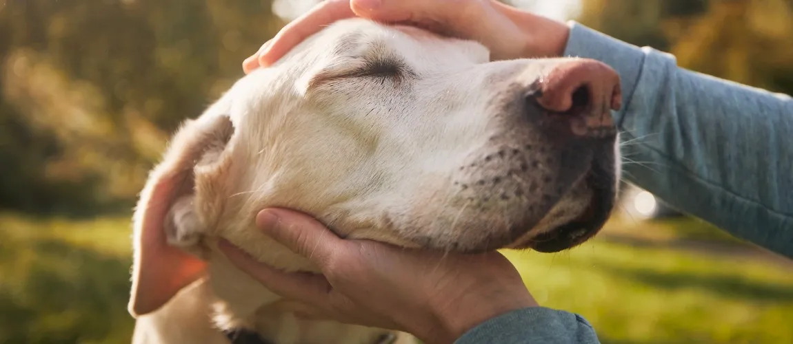 Es ist ein Hund im Altenheim zu sehen. 