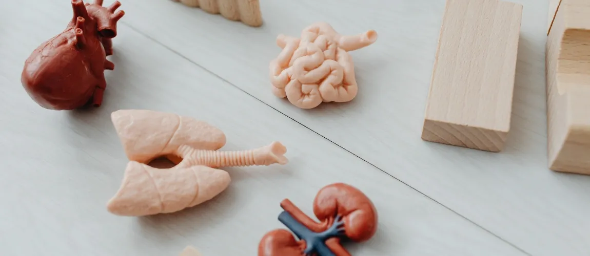 Aus Kunststoff nachgebildete Organe liegen auf einem Tisch.