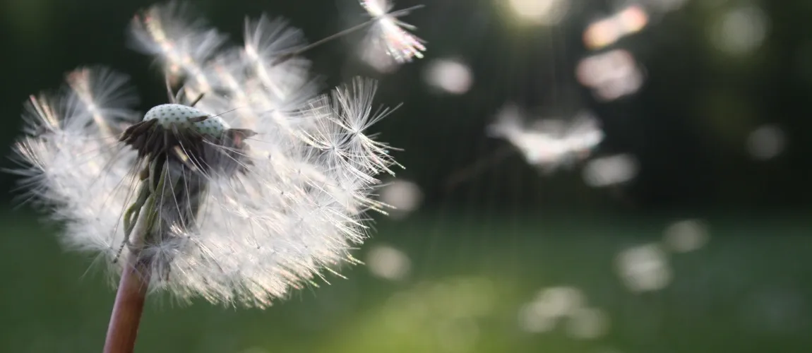 Ein Pusteblume im Wind.